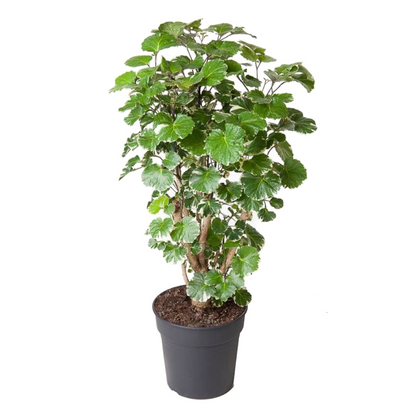 Aralia Balfour - Polyscias 'balfouriana' - Altura 70-80cm - ⌀19cm_0
