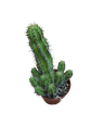 Euphorbia Echinopsis Planta Suculenta Ø8