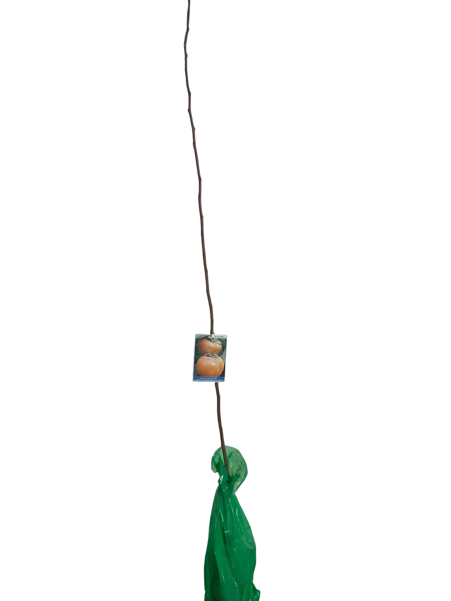 Frutal Kaki Corona Del Rey Cepellón 140 CM_0