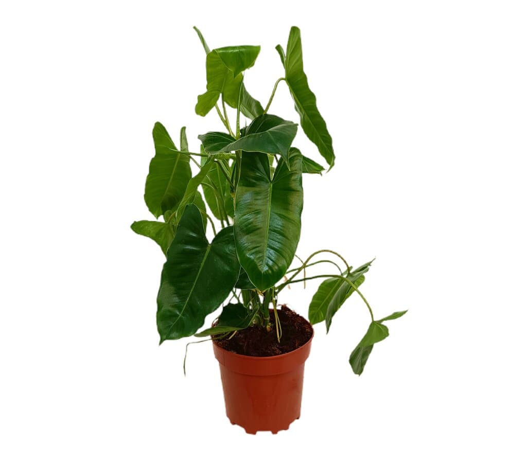 Philodendron Paraiso Verde M17 60cm_0