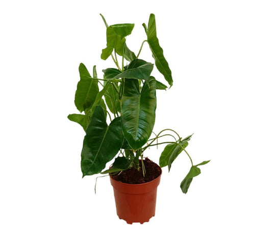 Philodendron Paraiso Verde M17 60cm_0