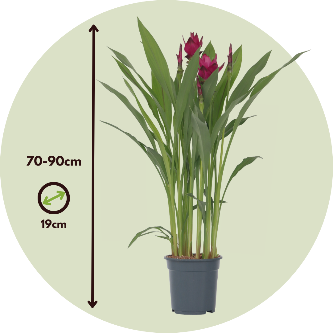Tulipán De Siam - Curcuma Alismatifolia - Altura 70-90cm - ⌀19cm_2