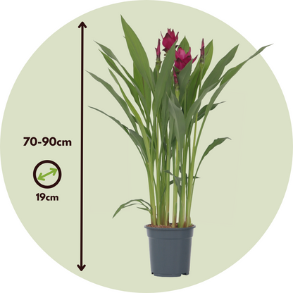 Tulipán De Siam - Curcuma Alismatifolia - Altura 70-90cm - ⌀19cm_2