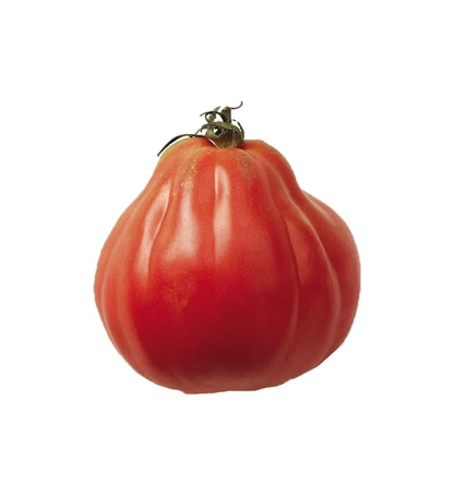 Plantón Tomate Mata-corazón De Buey (10 Unidades)_0