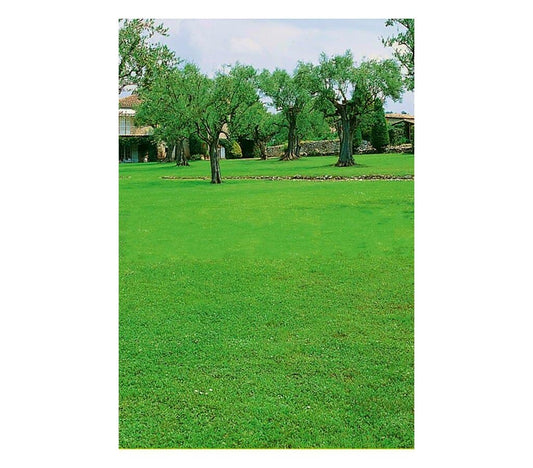 Semillas De Césped Pennisetum Clandestinum - Kikuyo_0