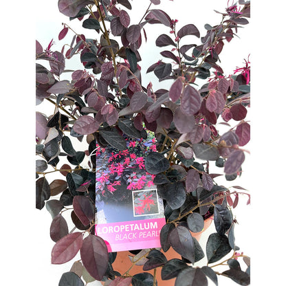 Loropetallum Chinensis 5l M15 50cm