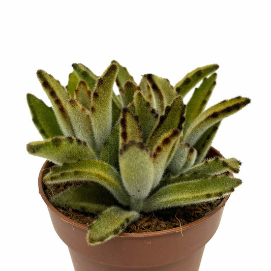 Kalanchoe Tomentosa 'chocolate-soldier' Cactus Y Suculentas M8,5 cm Ø_0