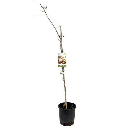Pistacho Hembra Sirora 10l 150cm_1