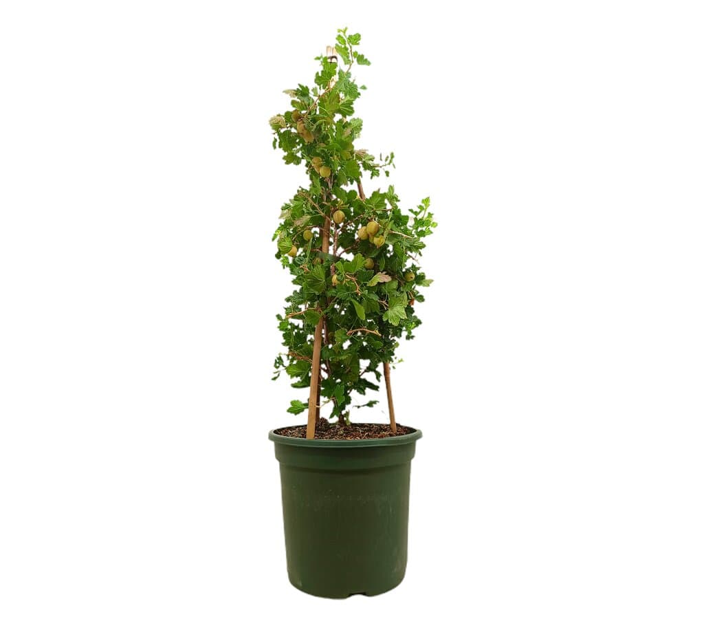 Uva Crispa M26 70cm_0