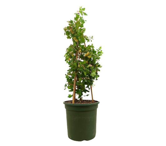 Uva Crispa M26 70cm_0