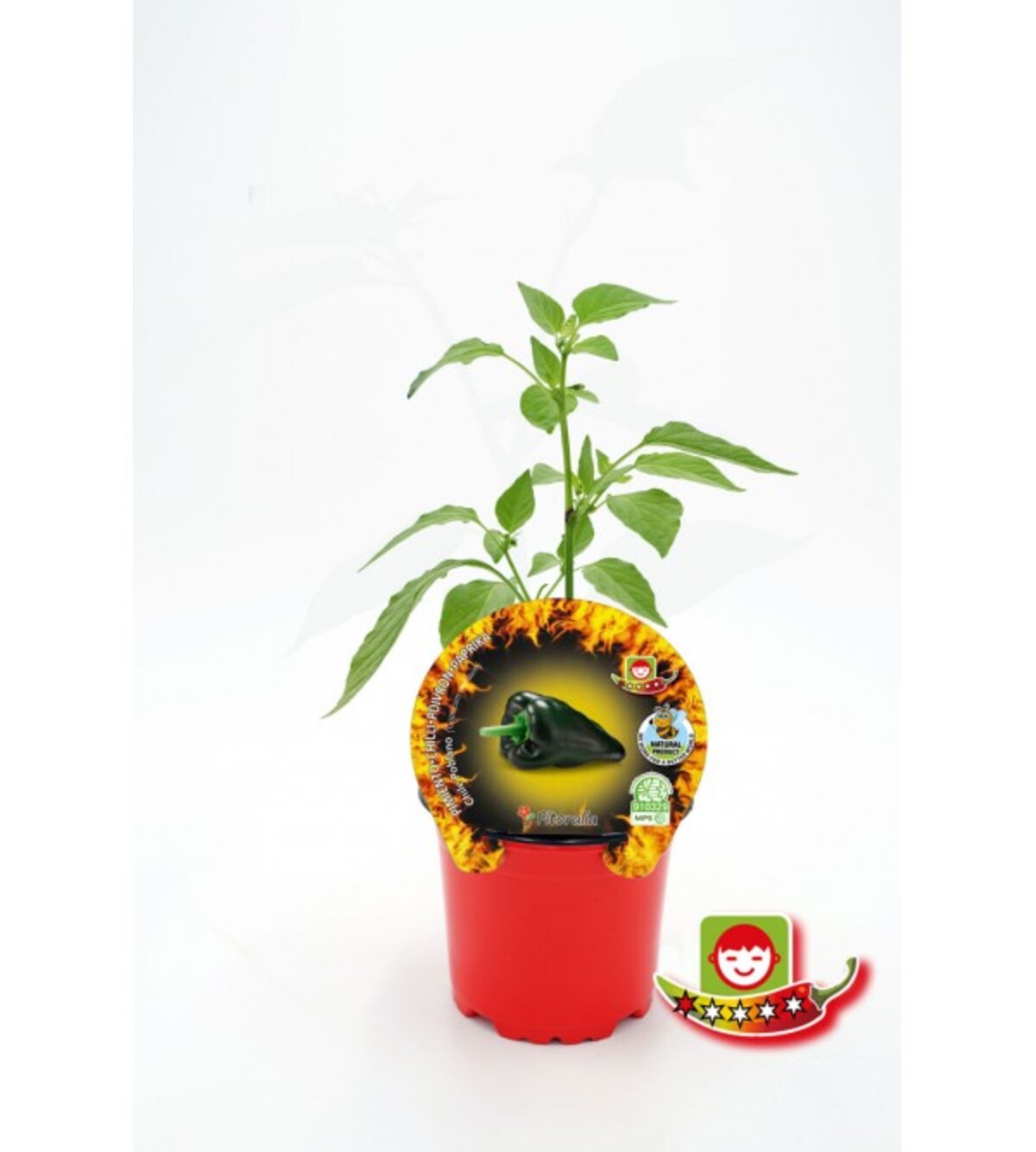 Plantón pimiento picante Chile Poblano en maceta 10,5 cm. natural - Fitoralia_0
