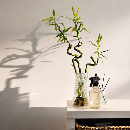 Lucky Bamboo Set De 6 - Dracaena Sanderiana - 40-45 Cm - Planta De Interior_1
