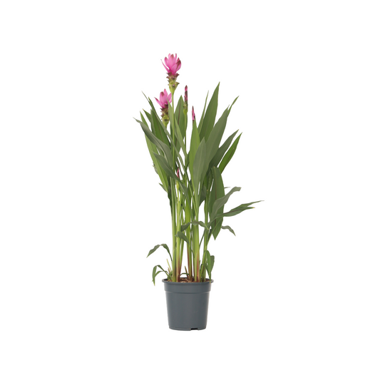 Tulipán De Siam - Curcuma Alismatifolia 'siam Supreme' - Altura 70-90cm - ⌀19cm_0
