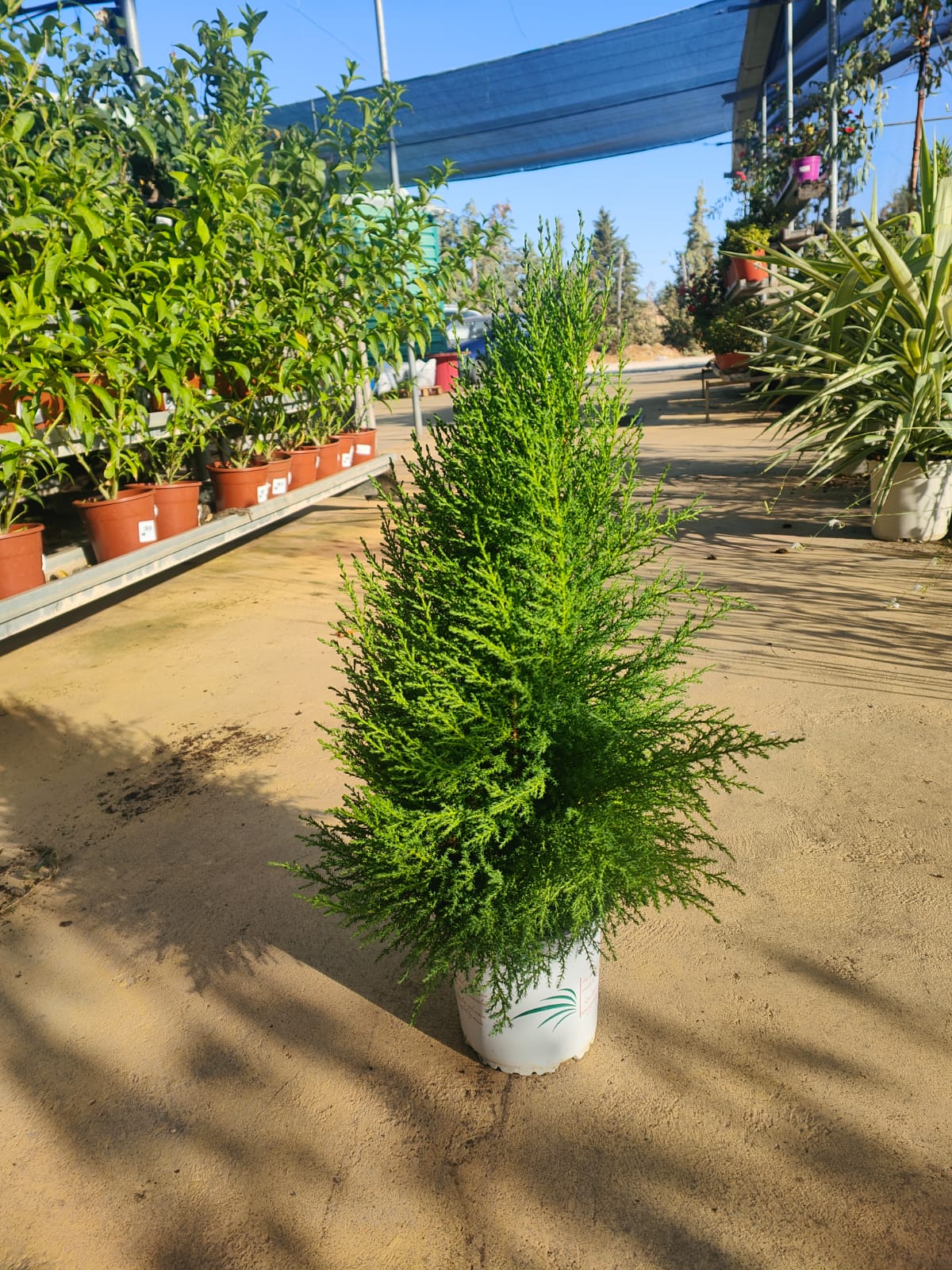 Ciprés Gold  Maceta_1