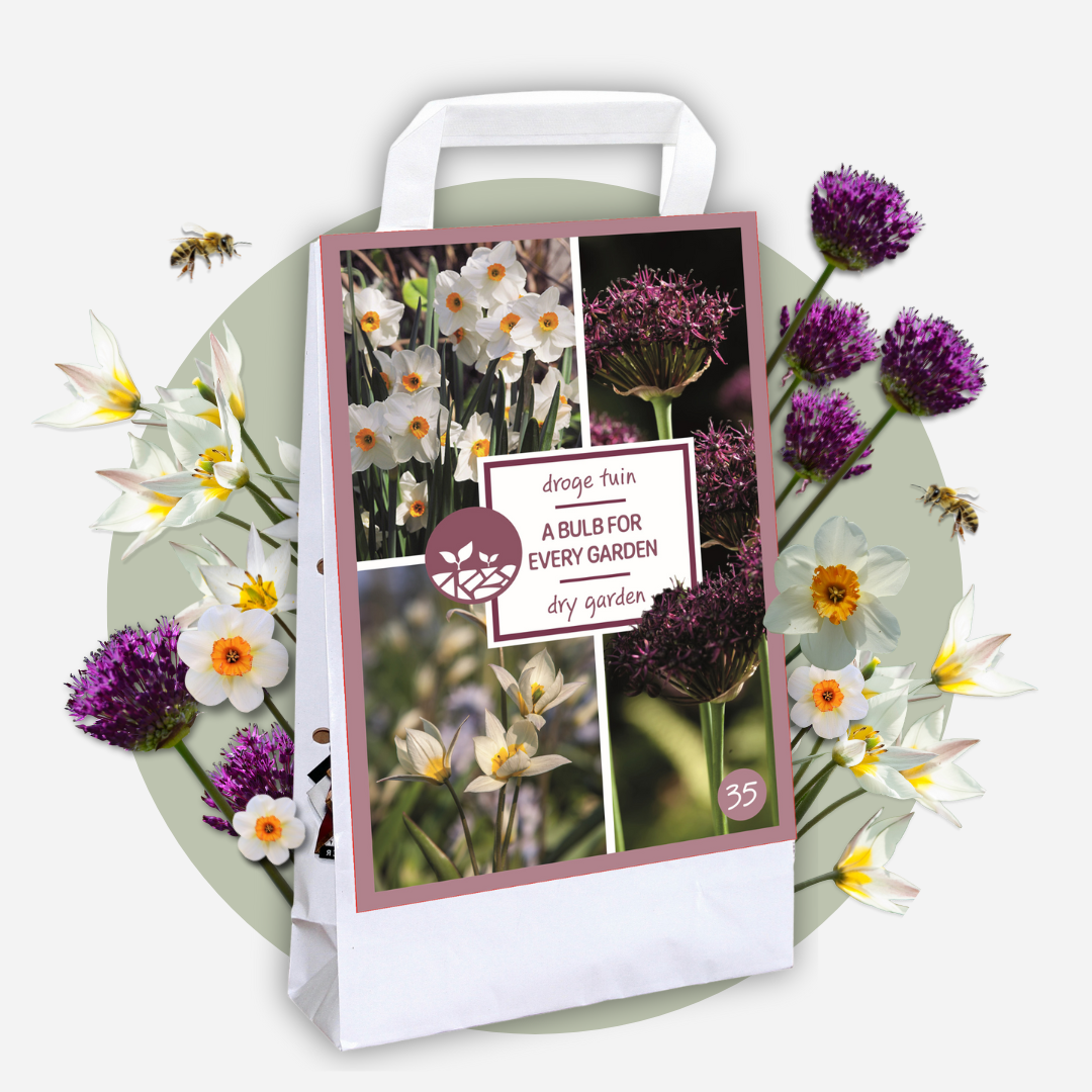 Caja Jardín Seco - 35 Bulbos Para Zonas Secas & Soleadas_4