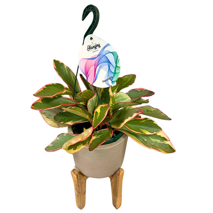 Peperomia Obtusifolia M15 Colores Variados