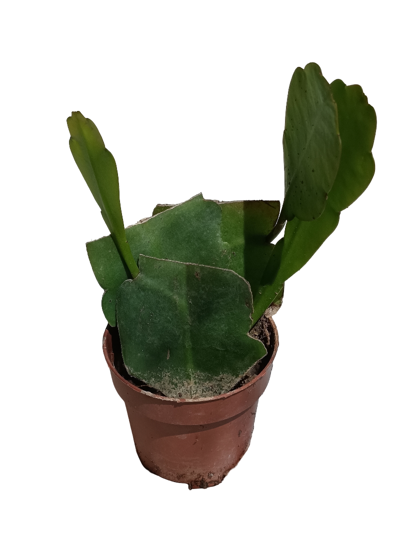 Planta Colgante Ephyphillum Hookeri Flor Blanca Ø8_0