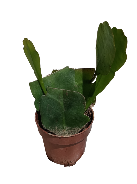 Planta Colgante Ephyphillum Hookeri Flor Blanca Ø8