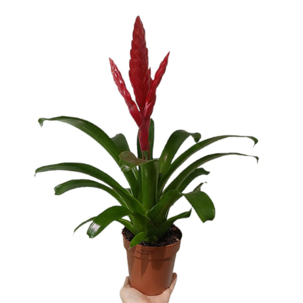 Vriesea Poelmanii M12_0