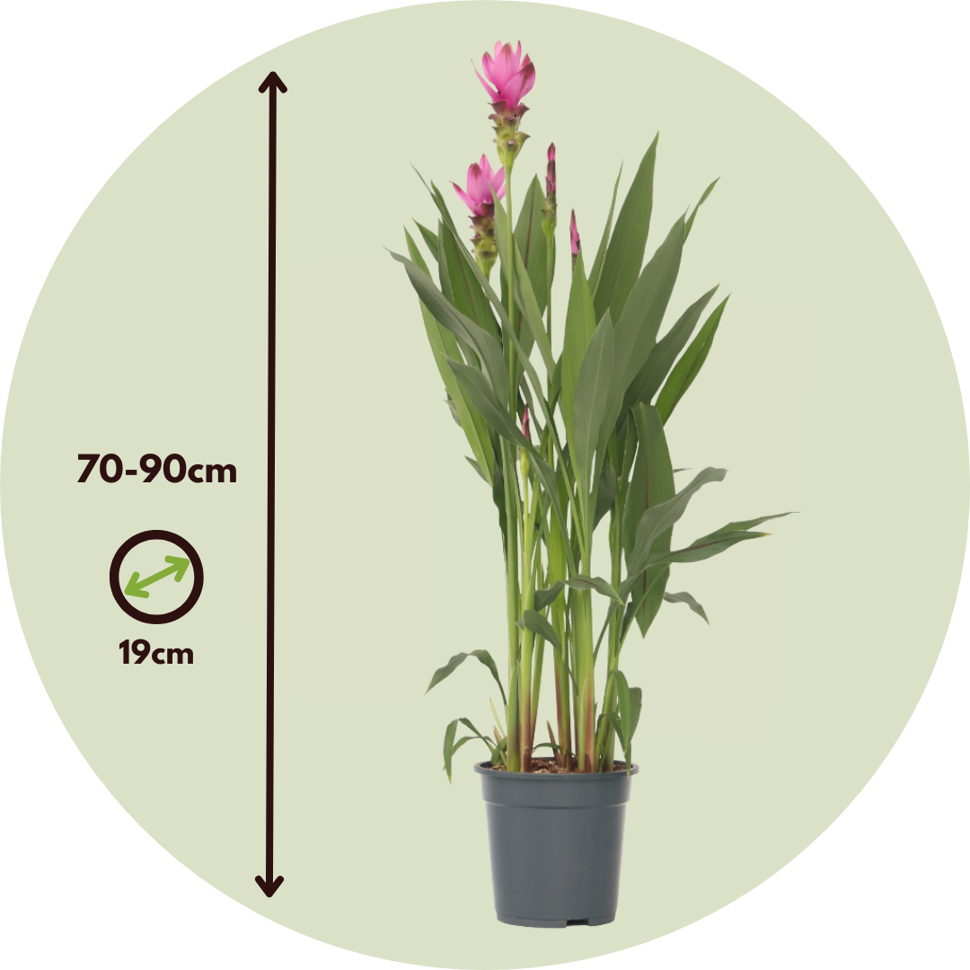 Tulipán De Siam - Curcuma Alismatifolia 'siam Supreme' - Altura 70-90cm - ⌀19cm_2