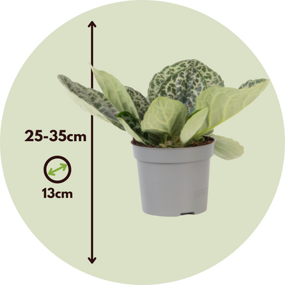 Prímula Del Cabo - Streptocarpus 'pretty Turtle' - Altura 25-35cm - ⌀13cm_2