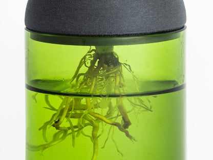 Macetero Transparente Citysens Con Soporte De Ébano – Verde, Vidrio Reutilizado Y Biofilamento De Madera 3d