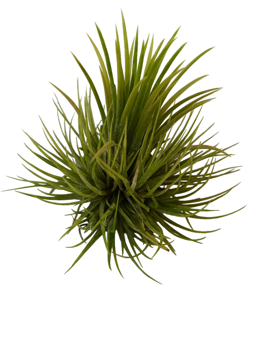 Tillandsia Green Snow Planta Natural Clavel Del Aire_0