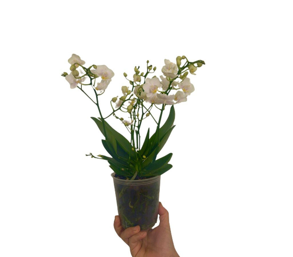 Phalaenopsis Multiflora Compacta Blanca M12_0
