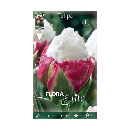 Bulbos Tulipán doble ice cream 5 uds