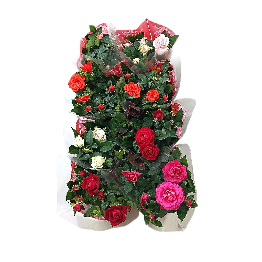 Rosal Favourite Roses M13_0