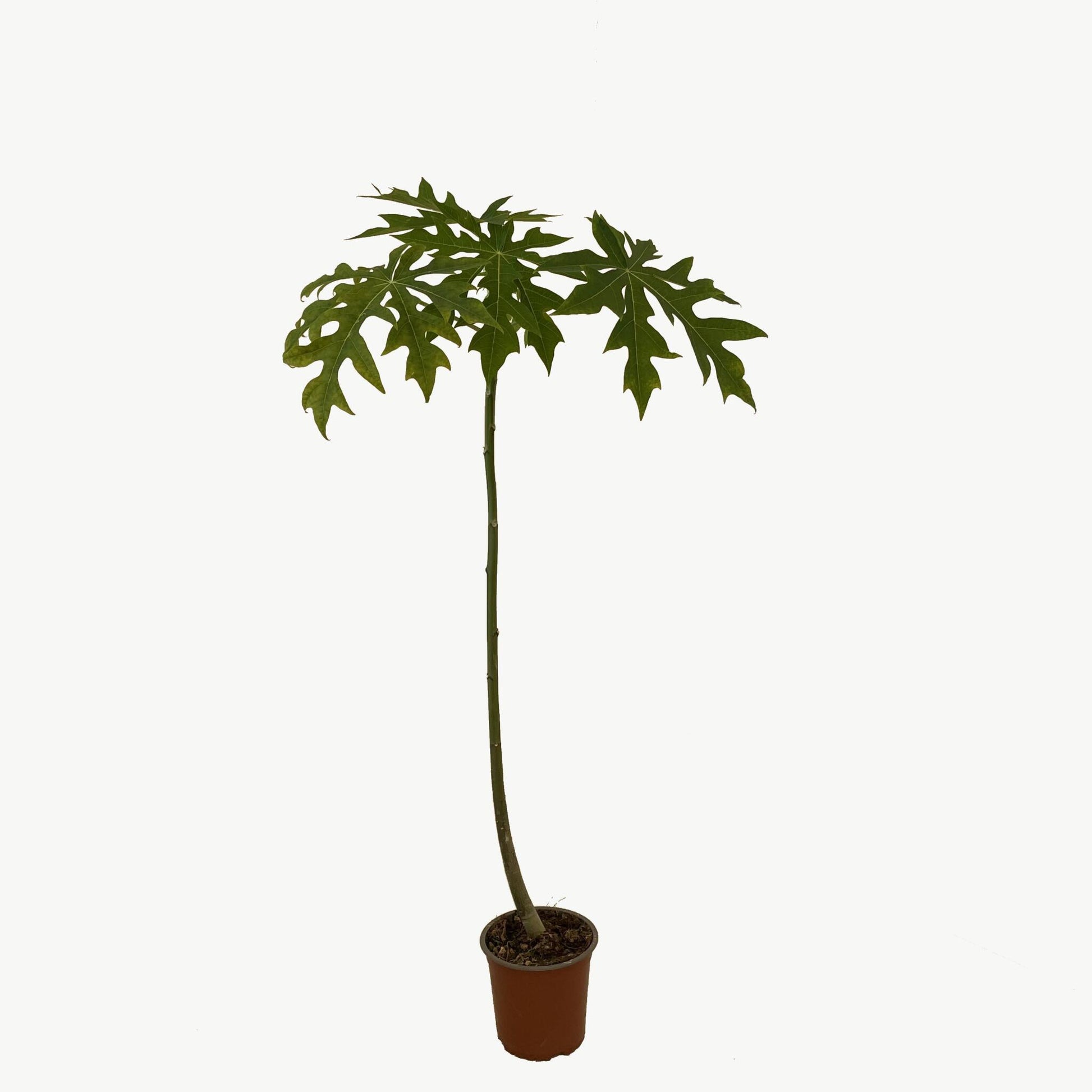 Papaya Árbol - Frutal Tropical - Altura Aprox. 80/100cm._1