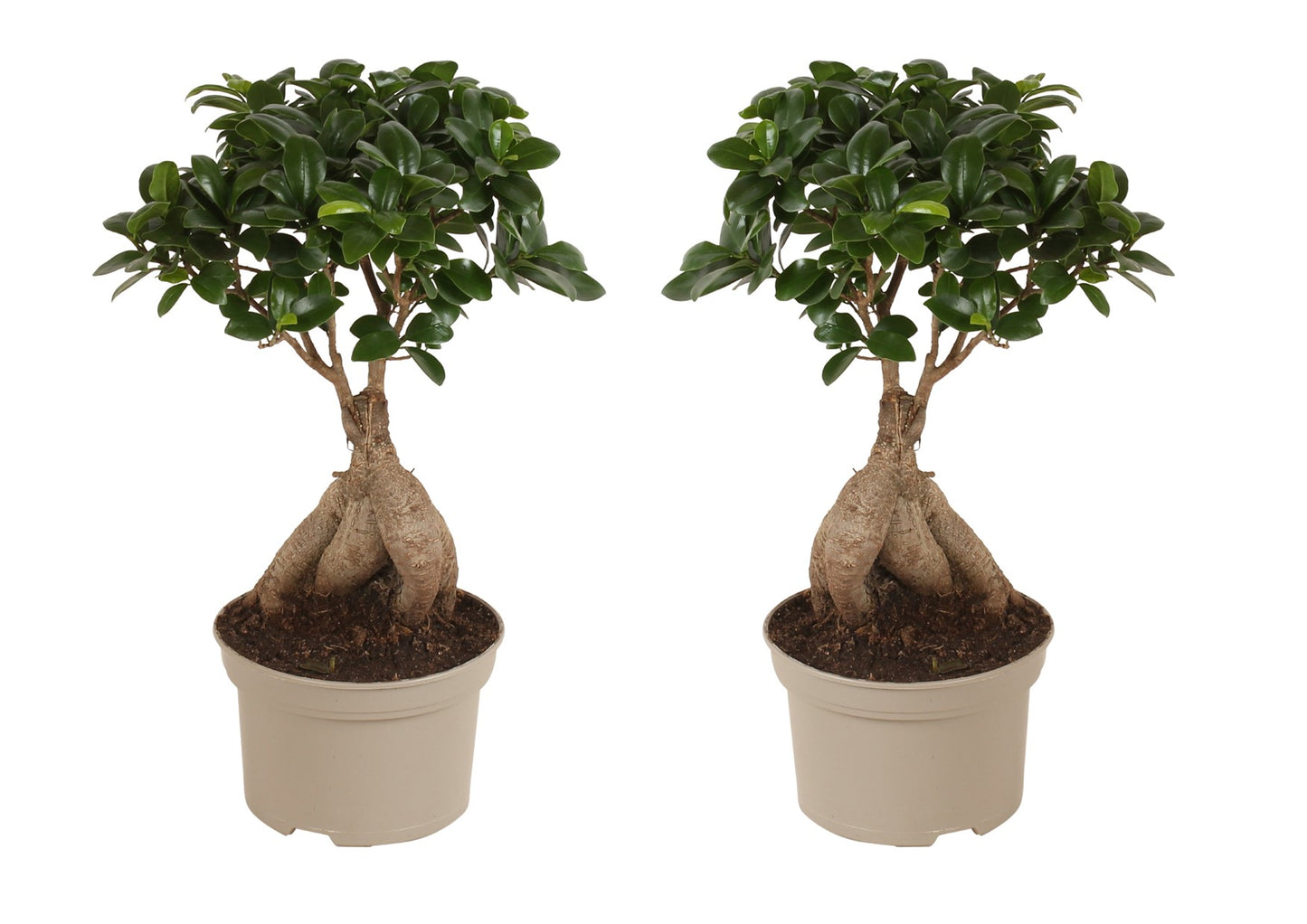 Laurel De Indias - 2 Pzs - Ficus Microcarpa - Altura 35-40cm - ⌀15cm_0