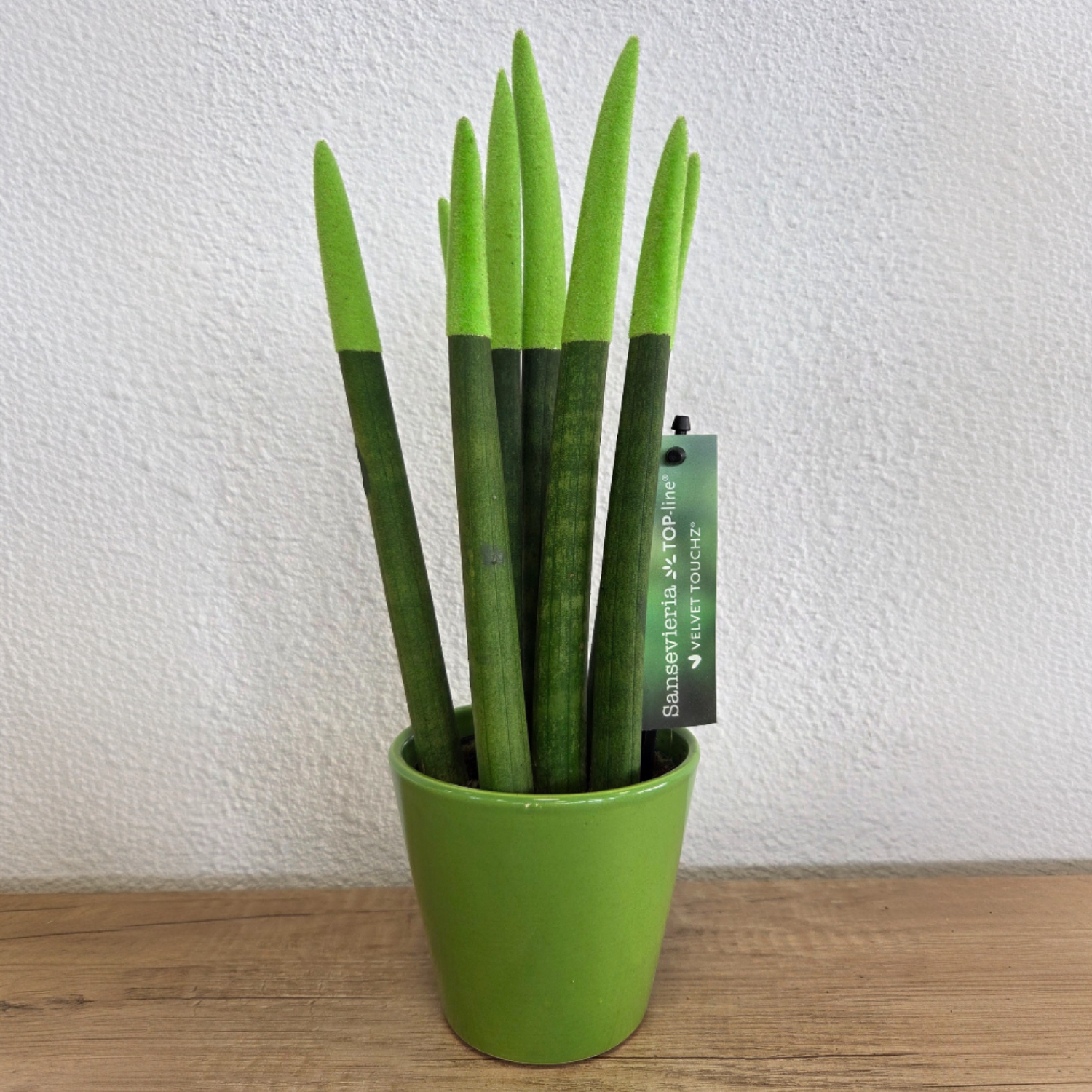 Lengua De Suegra Cilíndrica - Sansevieria Cylindrica - Altura 20-40cm - ⌀9cm