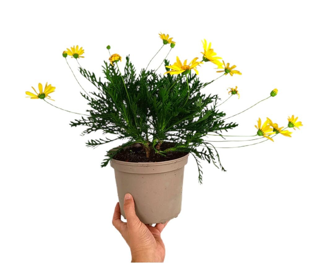 Euryops M17_0