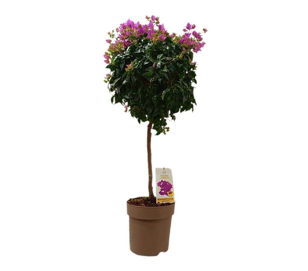 Bouganvillea En Copa M23 90cm_0