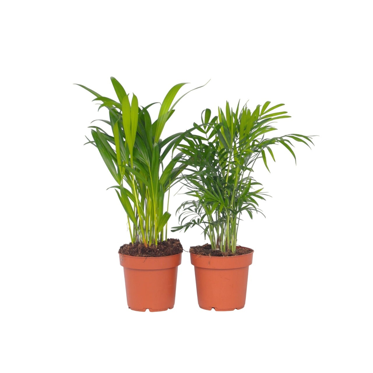Mini Palmeras De Interior - 2 Pzs - Dypsis Chamaedorea - Altura 25-40cm - ⌀12cm