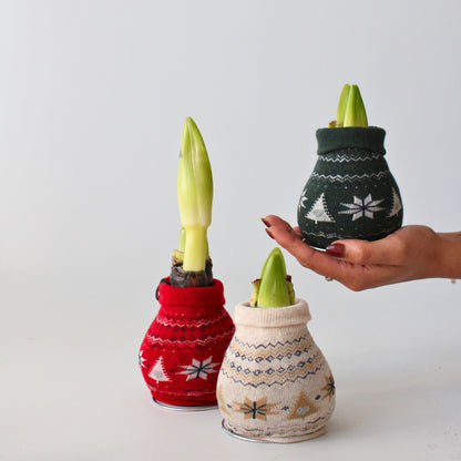 Amarilis - 3 Pzs - Hippeastrum 'christmas Sweater' - Bulbo De Flor - Rojo