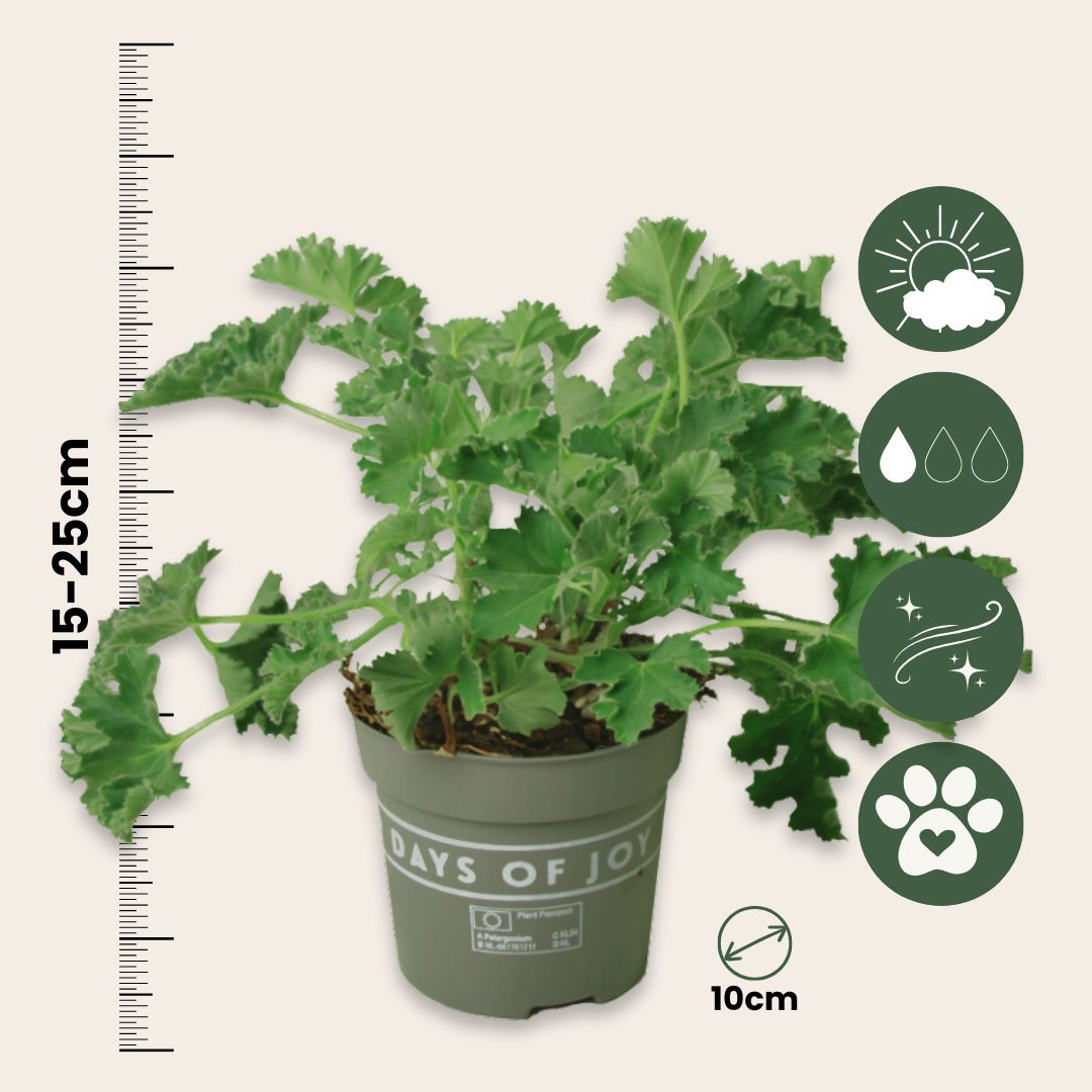 Geranio Real - 3 Pzs - Pelargonium 'pink Capitatum' - Altura 15-25cm - ⌀10cm_2