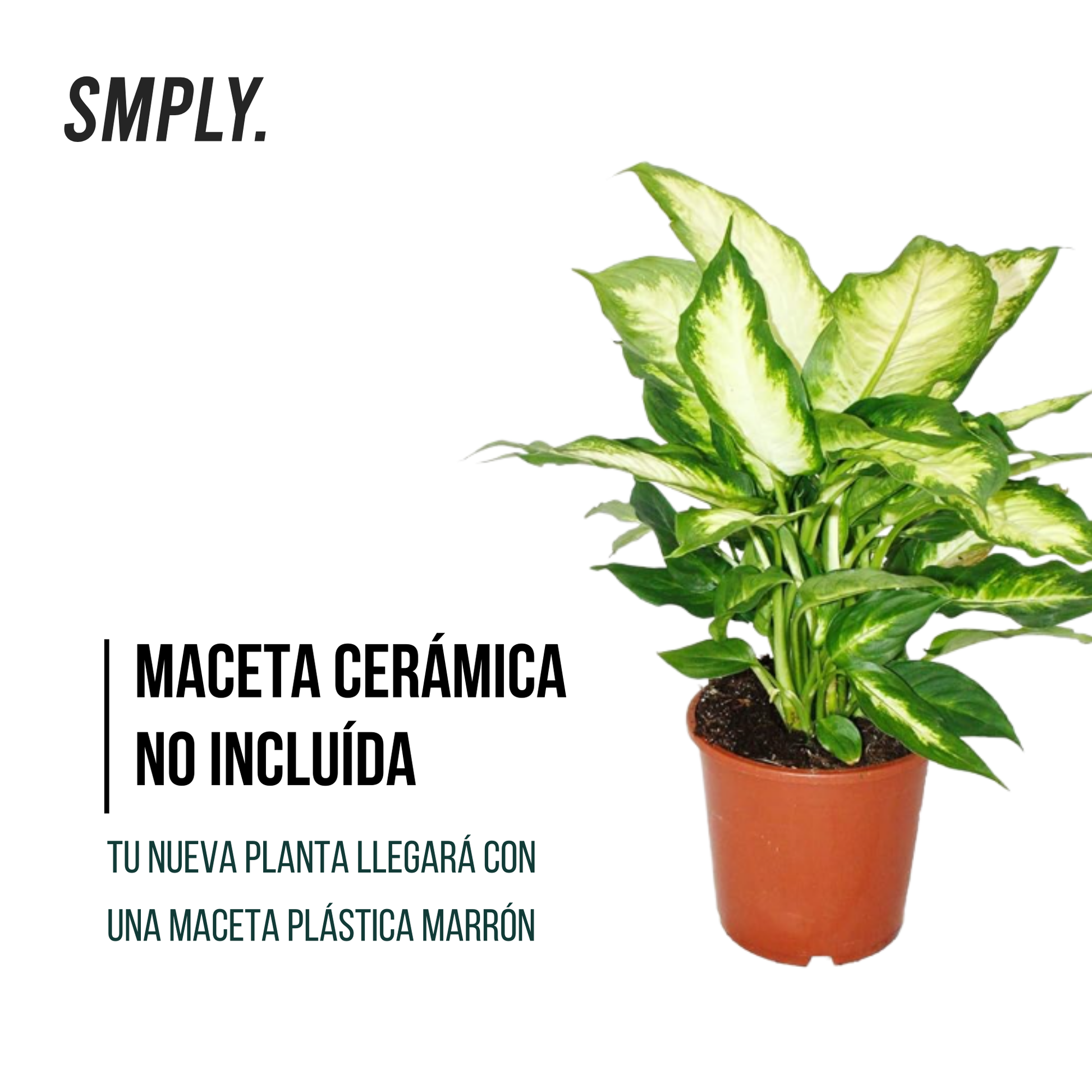 Pack 3 Plantas Naturales  -filtro Natural De Aire : Croton + Dieffenbachia Camillia + Palmera Areca Ø12 Cm Alto 30-40 Cm
