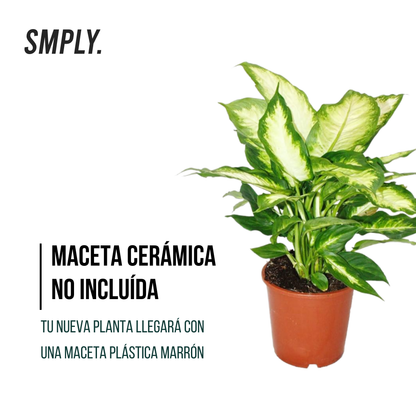 Pack 3 Plantas Naturales  -filtro Natural De Aire : Croton + Dieffenbachia Camillia + Palmera Areca Ø12 Cm Alto 30-40 Cm_4