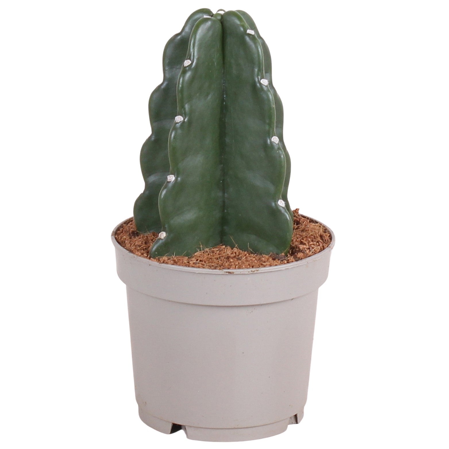 Cactus - Cereus Jamacaru - Altura 25-30cm - ⌀12cm_0