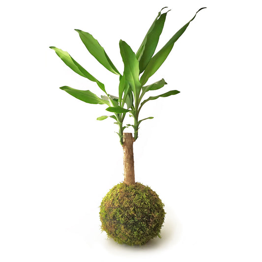 Tronco De Brasil En Kokedama_0