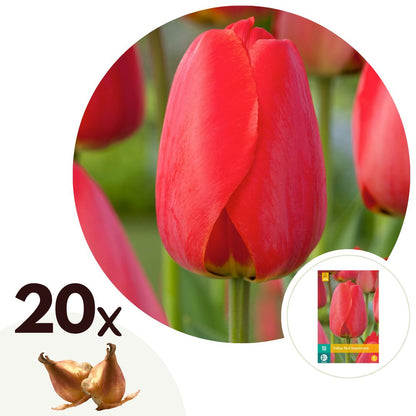 Bulbos De Tulipán - 20 Pzs - Tulipa 'red Impression' - Bulbos De Flores - Rojo_0