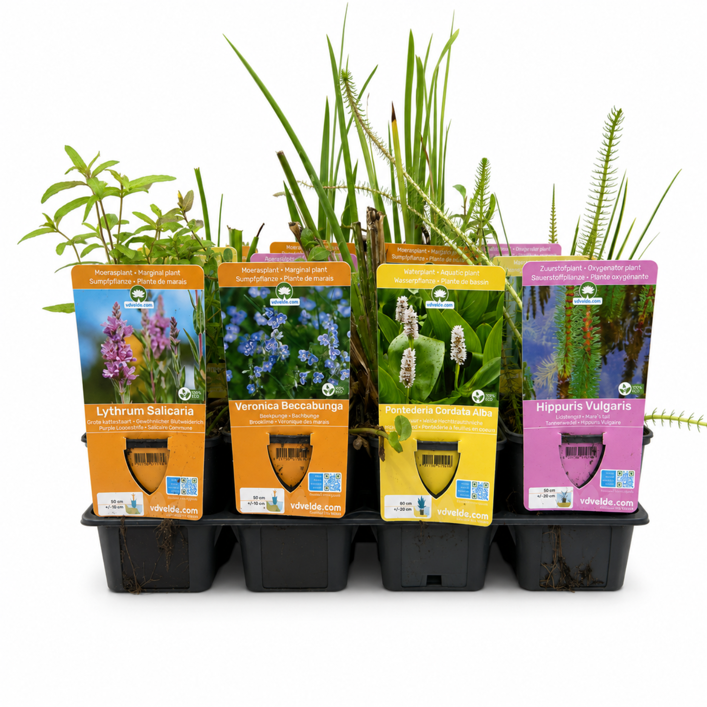 Set Sorpresa Plantas Estanque - 12 Plantas Incl. Nenúfar Rojo_2