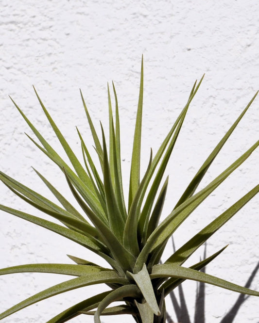 Tillandsia aeranthos; planta del aire, clavel del aire; Curiosarium; altura 15 cm, diámetro 15 cm_0