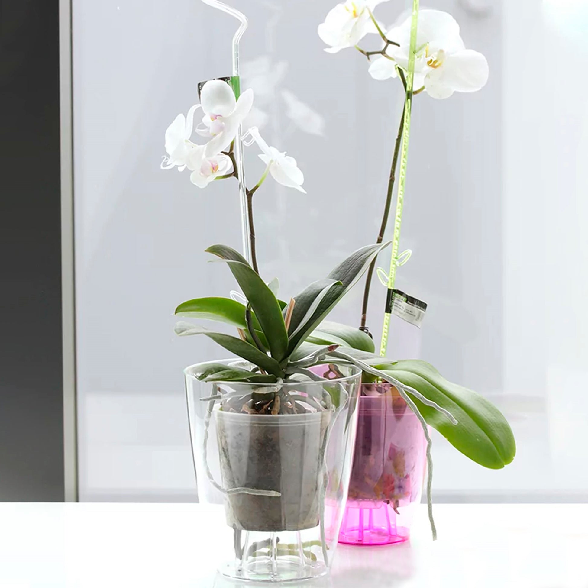 Maceta Coubi Orchid 2,4l., Dimensiones (mm) 160x160x183, Color Transparente_4