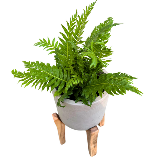 Helecho Blechnum La Variedad De Helecho Con Follaje Más Distintivo_image_1