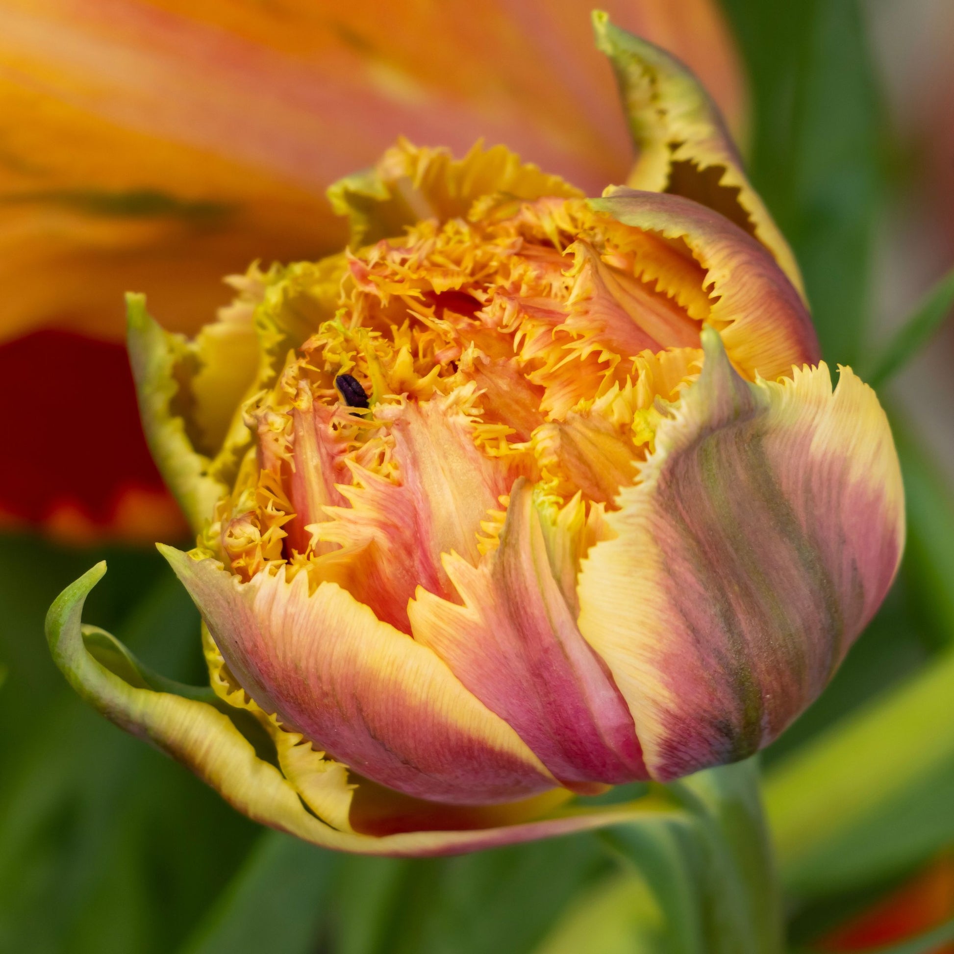 Bulbos De Tulipán - 20 Pzs - Tulipa 'brisbane' - Bulbos De Flores - Rosa