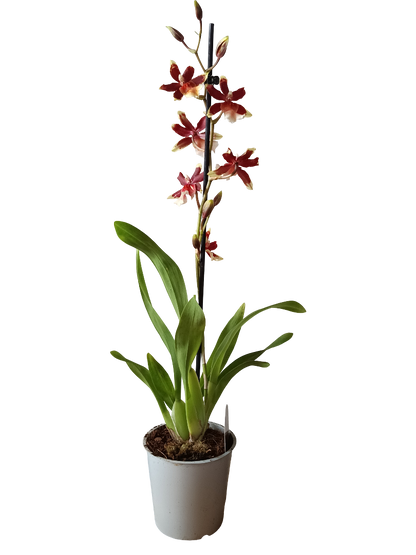 Orquidea Cambria De Color Surtido Ø12 - 60 Cm - Sin Flor_2