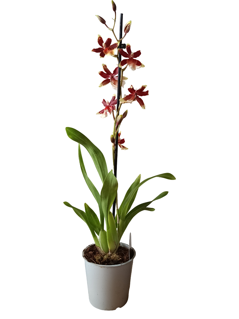 Orquidea ALEATORIA De Color Surtido Ø12 - 60 Cm - Sin Flor_2